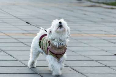 Yaya yolunda minyatür bir Malta köpeği. Güneşli bir kış gününde patikada gezen neşeli beyaz bir Malta köpeği. Malta köpeği cüce köpek ve arkadaş köpek grubuna aittir..