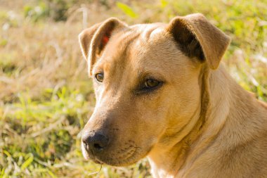 Yalnız sarı bir köpeğin portresi. Yalnız sarı bir sokak köpeğinin portresi, kurumuş çimenlerin üzerinde yatıyor..