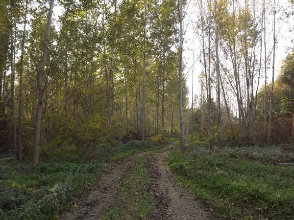 Novi Sad kasabası yakınlarındaki Tuna nehri kıyısındaki orman kurak mevsimde.