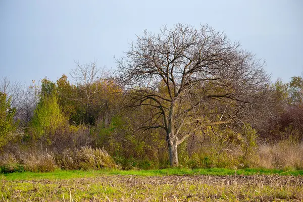 Kış tarım arazisi. Tarlalı kış panoramik manzarası.