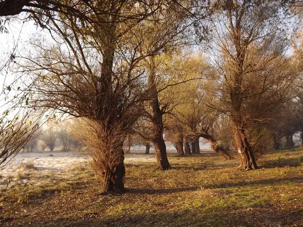 Novi Sad, Sırbistan - Aralık 04. 2013: Sırbistan 'ın Novi Sad kenti yakınlarındaki Tuna Nehri' nin kolları üzerinde gün batımı