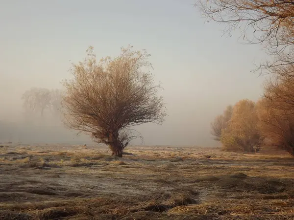 Novi Sad, Sırbistan - Aralık 04. 2013: Sırbistan 'ın Novi Sad kenti yakınlarındaki Tuna Nehri' nin kolları üzerinde gün batımı