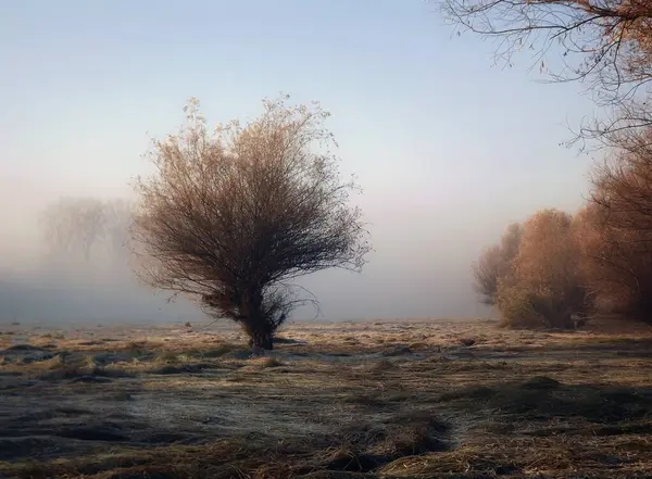 Novi Sad, Sırbistan - Aralık 04. 2013: Sırbistan 'ın Novi Sad kenti yakınlarındaki Tuna Nehri' nin kolları üzerinde gün batımı