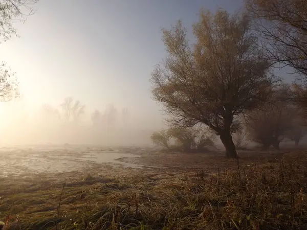 Novi Sad, Sırbistan - Aralık 04. 2013: Sırbistan 'ın Novi Sad kenti yakınlarındaki Tuna Nehri' nin kolları üzerinde gün batımı