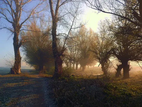 Novi Sad, Sırbistan - Aralık 04. 2013: Sırbistan 'ın Novi Sad kenti yakınlarındaki Tuna Nehri' nin kolları üzerinde gün batımı