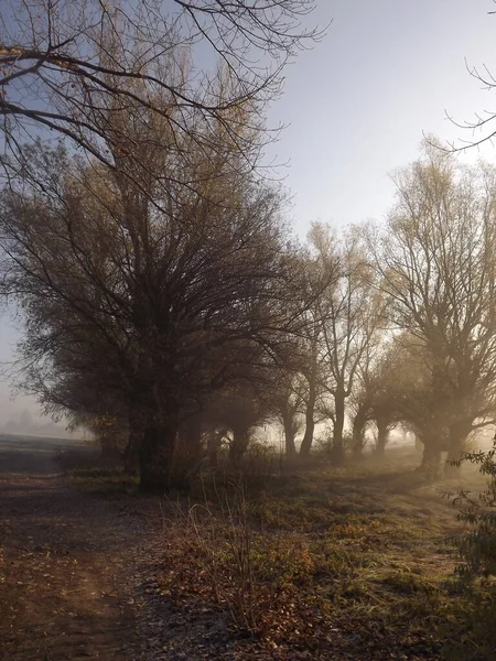 Novi Sad, Sırbistan - Aralık 04. 2013: Sırbistan 'ın Novi Sad kenti yakınlarındaki Tuna Nehri' nin kolları üzerinde gün batımı