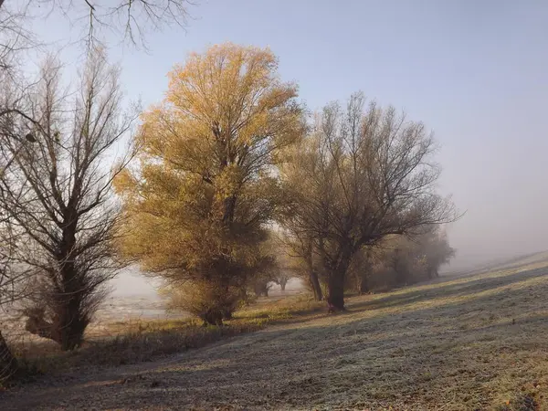 Novi Sad, Sırbistan - Aralık 04. 2013: Sırbistan 'ın Novi Sad kenti yakınlarındaki Tuna Nehri' nin kolları üzerinde gün batımı