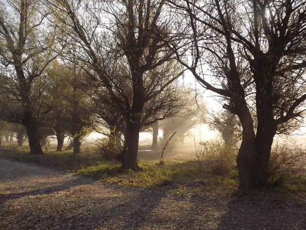 Novi Sad, Sırbistan - Aralık 04. 2013: Sırbistan 'ın Novi Sad kenti yakınlarındaki Tuna Nehri' nin kolları üzerinde gün batımı