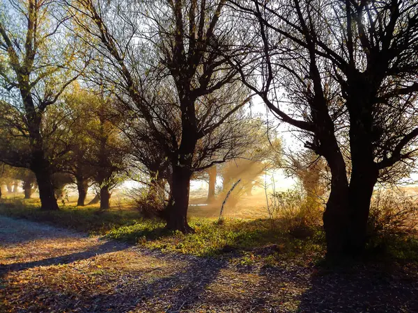 Novi Sad, Sırbistan - Aralık 04. 2013: Sırbistan 'ın Novi Sad kenti yakınlarındaki Tuna Nehri' nin kolları üzerinde gün batımı