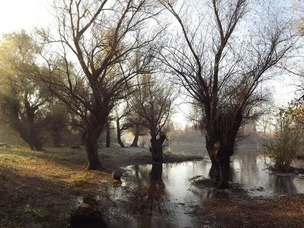 Novi Sad, Sırbistan - Aralık 04. 2013: Sırbistan 'ın Novi Sad kenti yakınlarındaki Tuna Nehri' nin kolları üzerinde gün batımı
