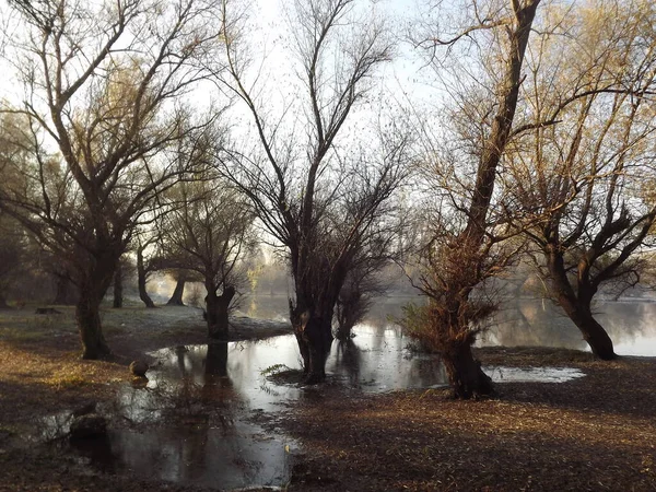 Novi Sad, Sırbistan - Aralık 04. 2013: Sırbistan 'ın Novi Sad kenti yakınlarındaki Tuna Nehri' nin kolları üzerinde gün batımı