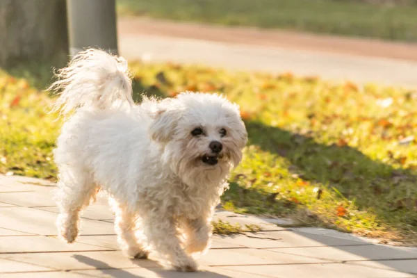 Yaya yolunda minyatür bir Malta köpeği. Güneşli bir kış gününde patikada gezen neşeli beyaz bir Malta köpeği. Malta köpeği cüce köpek ve arkadaş köpek grubuna aittir..