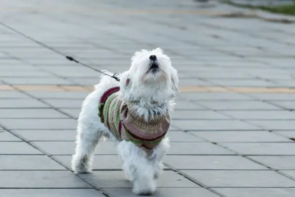 Miniature Maltese dog on a footpath. A playful white maltese dog on a footpath on a sunny winter day. The Maltese dog belongs to the group of dwarf dogs and companion dogs.