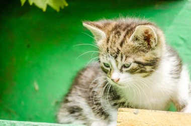 Küçük neşeli gri kedi yavrusu. Küçük gri bir kedi, özel bir mülkün bahçesindeki merdivenlerde..