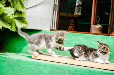 İki küçük gri kedi yavrusu. İki küçük gri kedi yavrusu, özel bir mülkün bahçesindeki merdivenlerde..