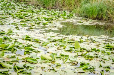 Yapay gölün panoramik görüntüsü. Sonbaharda gölün kıyısında zambakların manzarası.