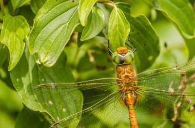 güzel yusufçuk yakın yeşil çim zemin üzerine kurutulmuş bıçak üzerinde oturan