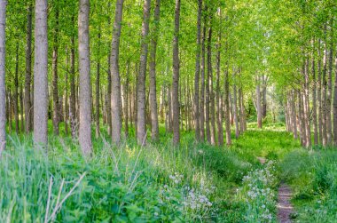 A view of a young forest with Poplar trees. A green forest with young Poplar trees, illuminated by the morning sun.