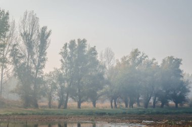 Bataklığın panoramik manzarası sonbahar sisi ile kaplıydı. Bataklık sisli manzarası.