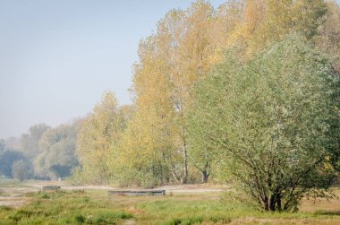 Büyük kavak ağaçları ve sabah sisiyle bataklık kıyısının panoramik manzarası..