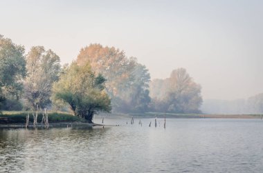 Bataklığın panoramik manzarası sonbahar sisi ile kaplıydı. Bataklık sisli manzarası.