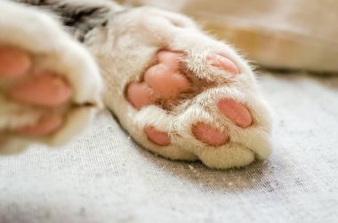Beyaz bir kedinin yakın plan portresi. Beyaz bir kedinin pençesinin Macro fotoğrafı. Hayvan bakımı kavramı, evcil kedileri tedavi etme şekli..