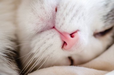 Beyaz bir kedinin yakın plan portresi. Kırmızı bir kedinin burnunun makro fotoğrafı. Evcil kedilerde evcil hayvan bakımı, solunum organlarının tedavisi.