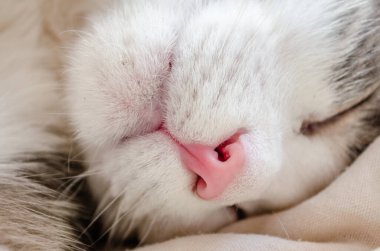 Beyaz bir kedinin yakın plan portresi. Kırmızı bir kedinin burnunun makro fotoğrafı. Evcil kedilerde evcil hayvan bakımı, solunum organlarının tedavisi.