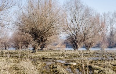 Discarded tires on the shore of the frozen lake. Discarded car tires on the shore of a frozen lake, in the afternoon.