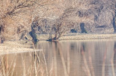 Panoramic view of the Danube river delta in winter.