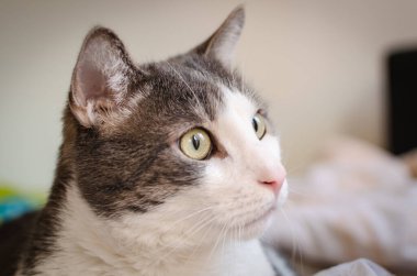 Portrait of a pet gray and white cat. A close-up portrait of a gray and white European domestic cat in its environment. clipart