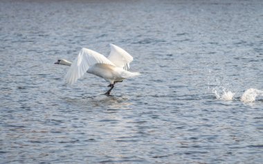 The swan flew out of the water from the cold water of the Danube River Delta.