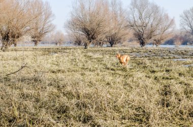 A view of a Hungarian Vizsla dog. Hungarian Vizsla dog running on the yellow frozen dry ground with a swamp in the background.