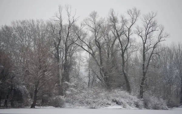 Danube river delta in winter. A panoramic view of the Danube river delta in winter, covered with snow and ice.