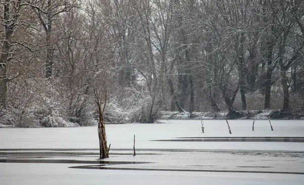 Danube river delta in winter. A panoramic view of the Danube river delta in winter, covered with snow and ice.