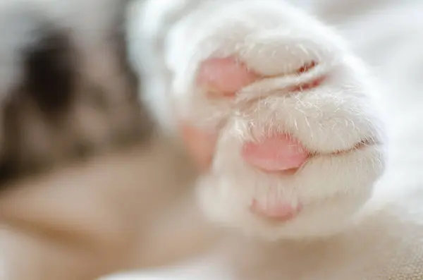 Close-up portrait of a white cat. Macro photo of a white cat\'s paw. The concept of pet care, a way to treat domestic cats.