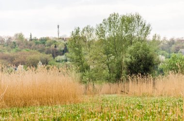 Kuru sazlıklarla kaplı bir tarlanın manzarası.