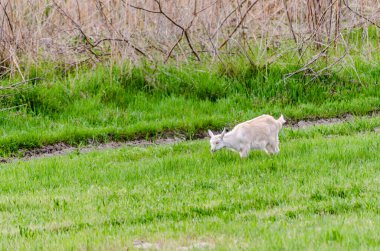 Beyaz bir keçi sonbahar otlarını otlatıyor. Genç bir beyaz keçi sonbahar otlağında ormanın önünde.