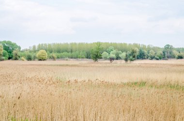 Kuru sazlıklarla kaplı bir tarlanın manzarası.