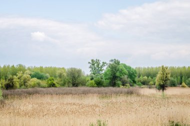 Kuru sazlıklarla kaplı bir tarlanın manzarası.