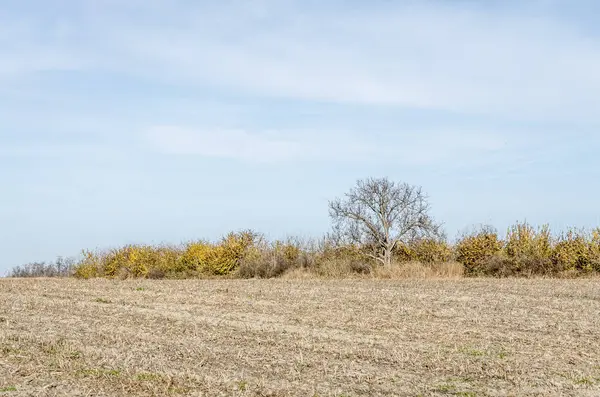 Tarlalı kış panoramik manzarası.