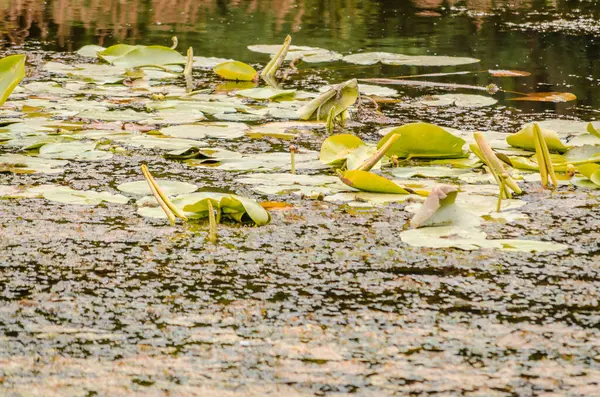 Yapay gölün panoramik görüntüsü. Sonbaharda gölün kıyısında zambakların manzarası.