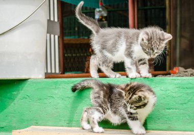 İki küçük gri kedi yavrusu. İki küçük gri kedi yavrusu, özel bir mülkün bahçesindeki merdivenlerde..
