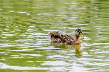 Wild duck in their natural environment. A wild duck swims on cloudy water in a tributary of the Danube.