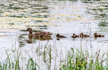 A duck with young ducks swims on the water in the tributary of the Danube River.