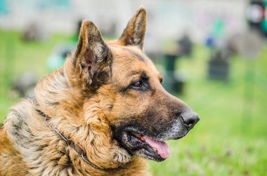 Portre Alman çoban köpeği yeşil yaz çimen arka planda