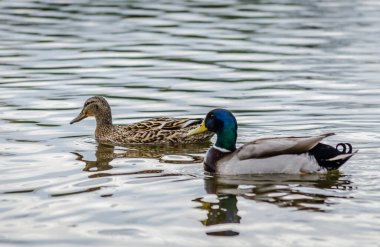 Doğal ortamlarında bataklığın kıyısındaki vahşi ördekler.