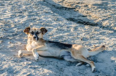 A stray dog, resting in the sand on the banks of the Danube. clipart