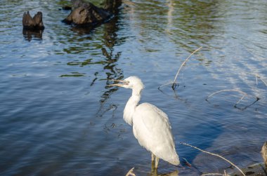 Beyaz balıkçıl bataklığın kıyısında suyun yanında duruyor..