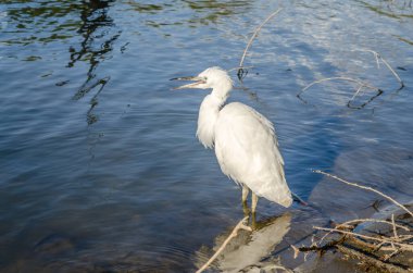 The White Heron stands by the water on the shore of the swamp.